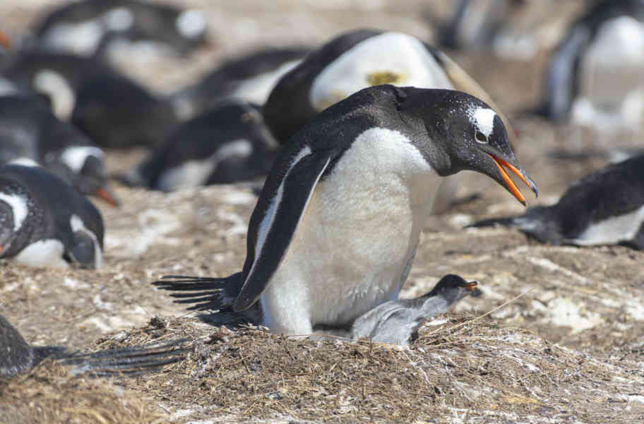 Pingüino Papua o Gentoo - islas Falkland o Malvinas 13.jpg